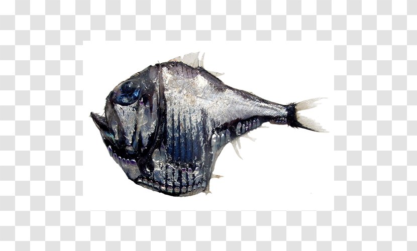 Argyropelecus Aculeatus Deep Sea Creature Fish Monster - Sternoptychidae - Freshwater Hatchetfish Transparent PNG