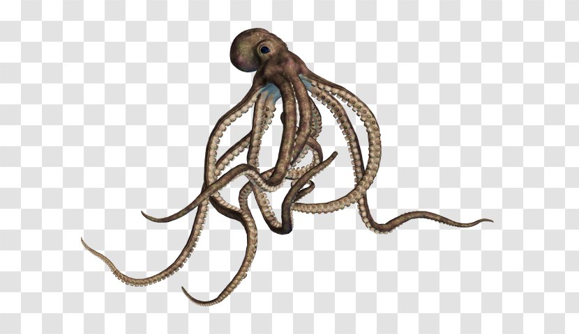 Octopus Cartoon - Giant Pacific Drawing Transparent PNG