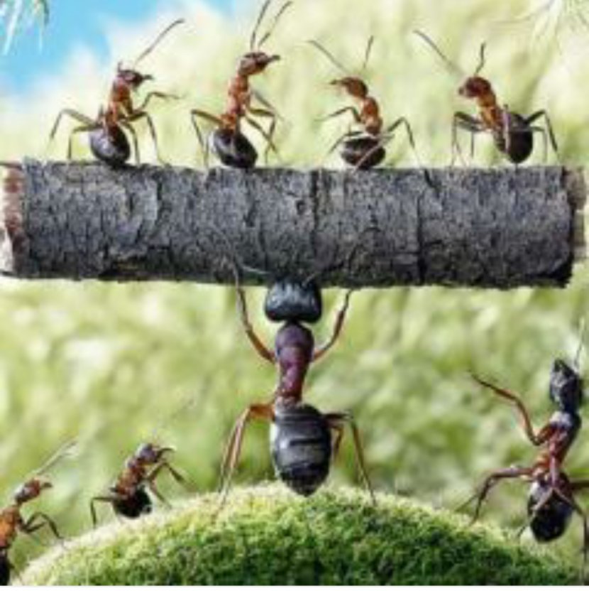 Camponotus Herculeanus Insect Weaver Ant Amazing Antics - Red Wood - Ants Transparent PNG