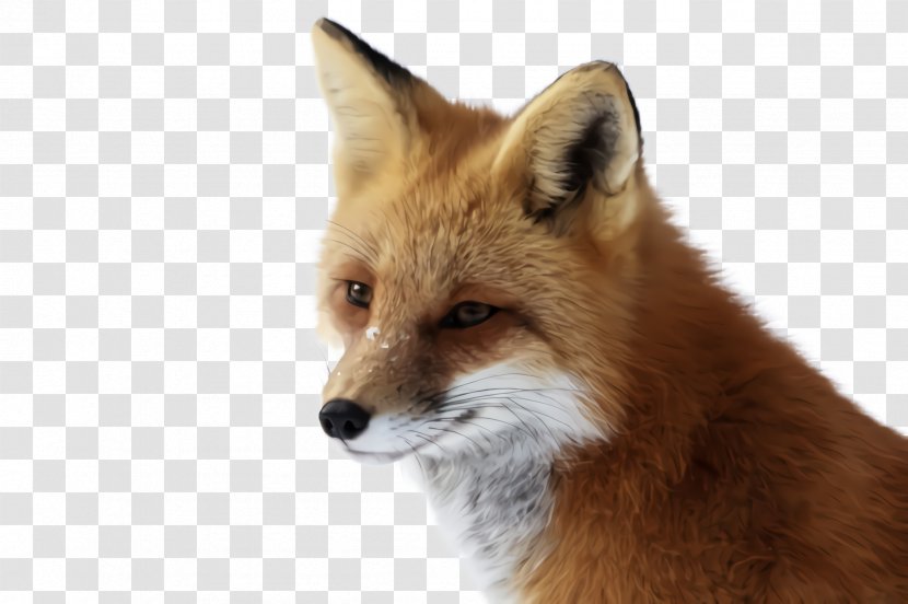 Red Fox Swift Wildlife Dhole - Kit Transparent PNG