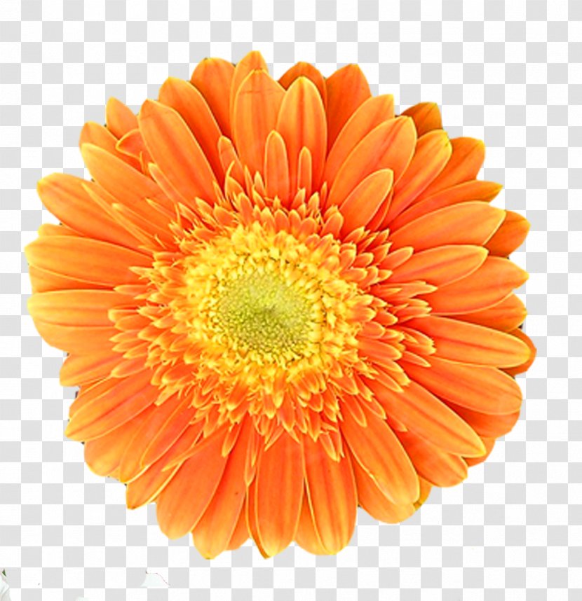 Orange Chrysanthemum Transvaal Daisy Flower - Yellow Transparent PNG
