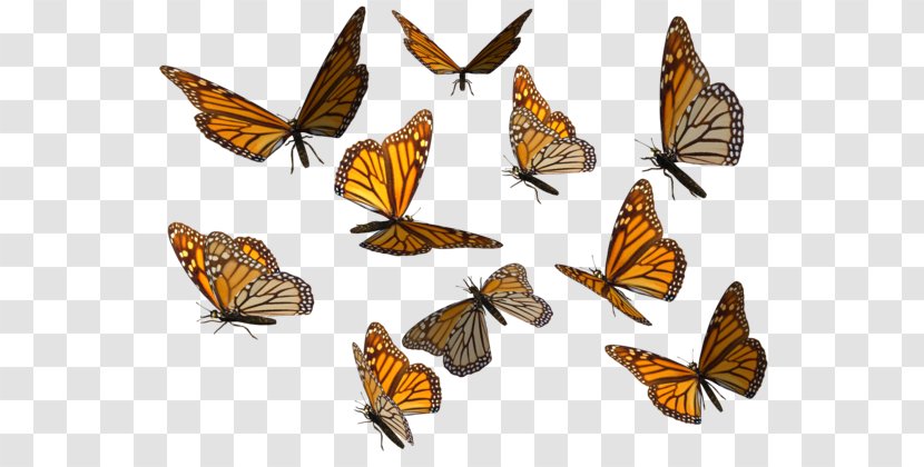 Monarch Butterfly Insect Clip Art - Moth Transparent PNG