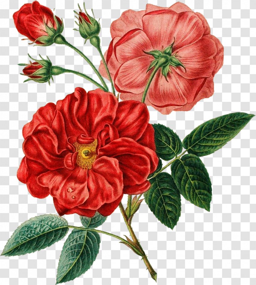 Flower Bouquet Red Poppy - Rose Order - Botanical Flowers Transparent PNG