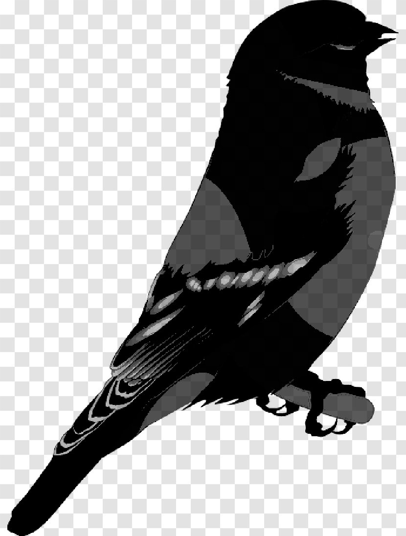 American Crow Common Raven Family Silhouette - Blackandwhite Transparent PNG