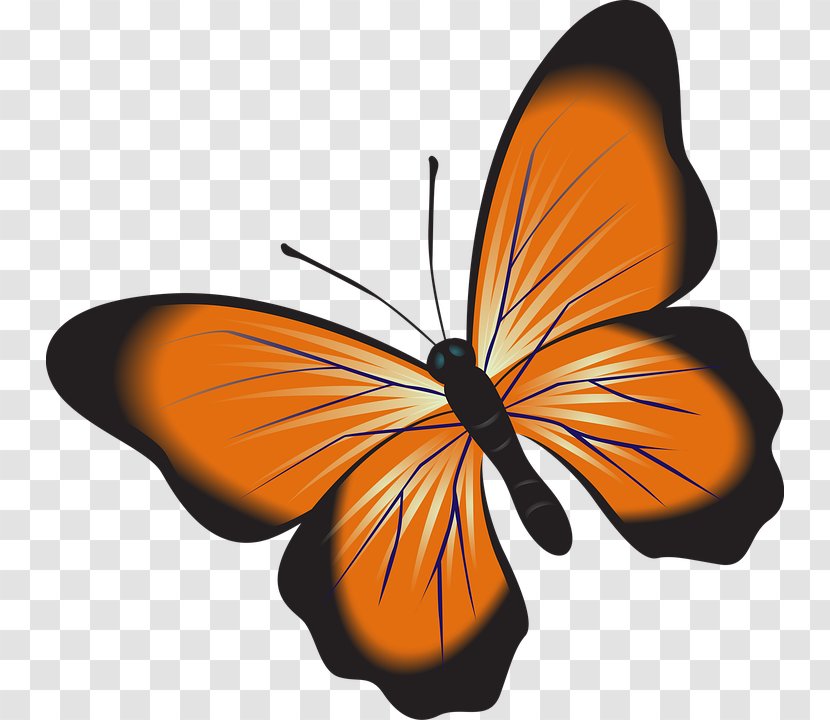Monarch Butterfly Installation Art Clip - Butterflies And Moths Transparent PNG