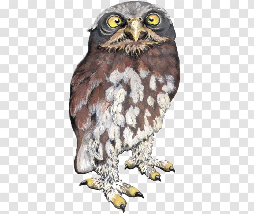 Owl Hawk Eagle Fauna Beak - Pygmy Transparent PNG