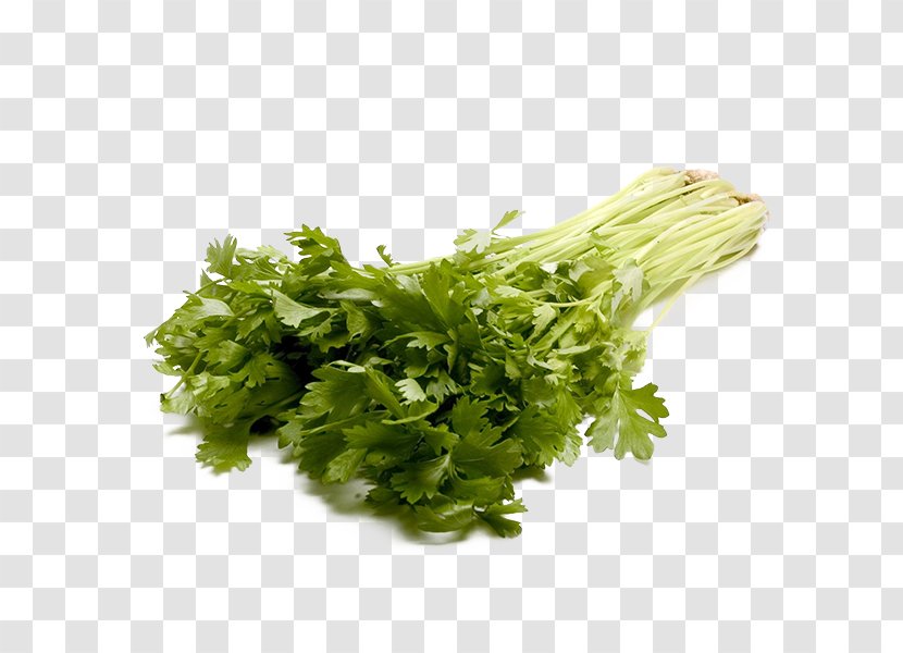 Celery Clip Art - Superfood - Vegetable Transparent PNG