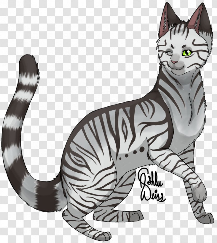 American Wirehair Shorthair Sokoke Whiskers Domestic Short-haired Cat - Big Cats - Kitten Transparent PNG