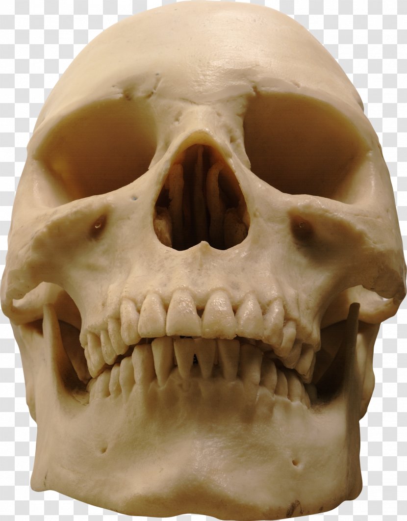 Skull Computer File - Graphics - Image Transparent PNG