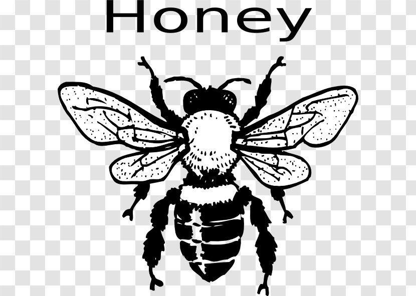 European Dark Bee Black And White Honey Clip Art - Blog - Drawing Transparent PNG