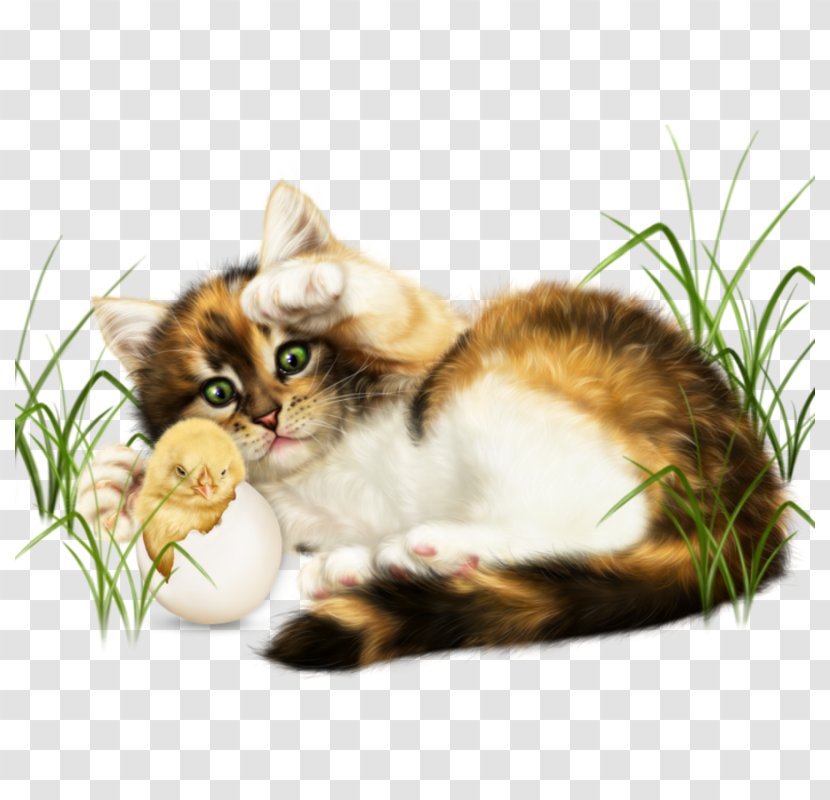 Kitten Whiskers Domestic Short-haired Cat Clip Art - Pet Transparent PNG