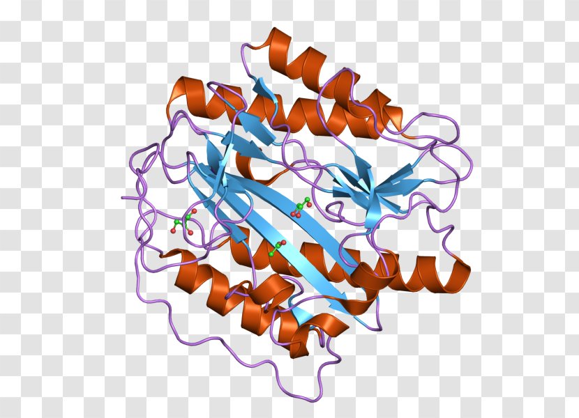 METAP1 Enzyme Aminopeptidase Clip Art Transparent PNG
