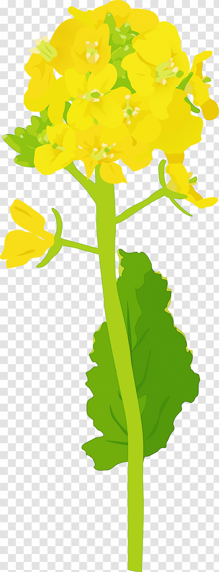 Plant Leaf Yellow Flower Plant Stem Transparent PNG