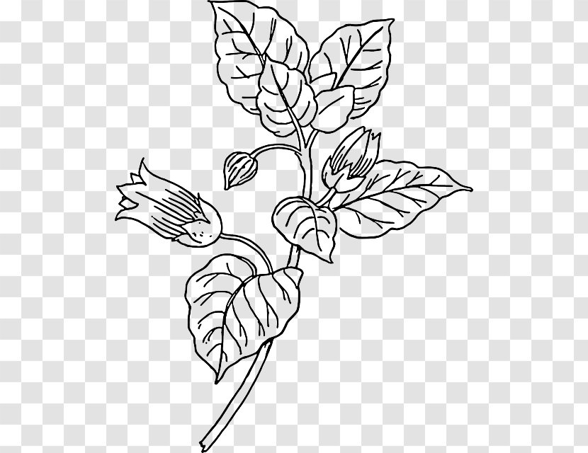 Belladonna Drawing The Head And Hands Clip Art - Monochrome Photography - Plant Lines Transparent PNG