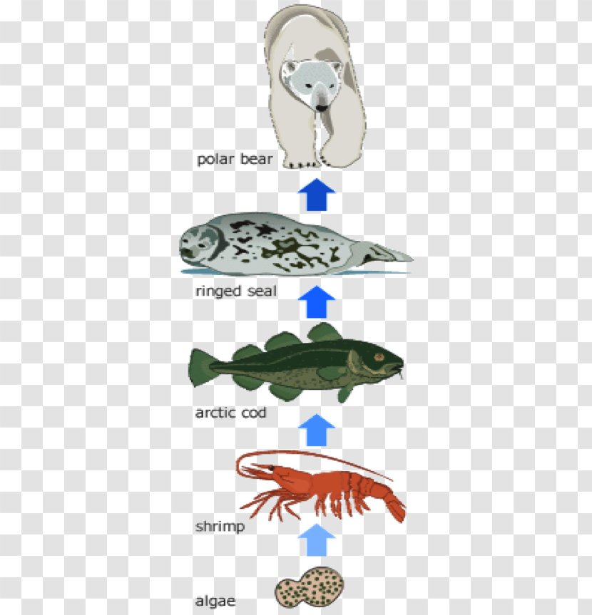 Polar Bear Food Chain Earless Seal Web - Primary Production Transparent PNG