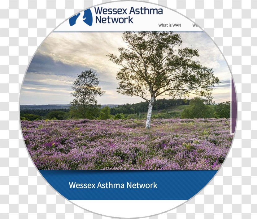 Southampton Isle Of Wight The New Forest - Stock Photography - Asthma Uk Transparent PNG