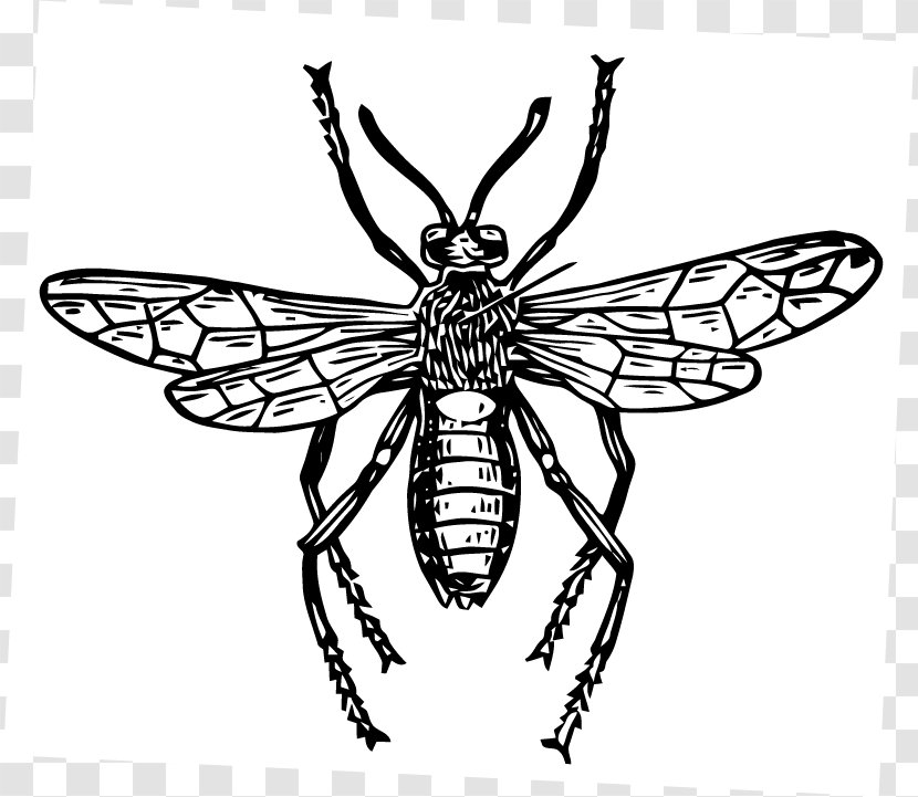 Insect Honey Bee Pollinator - Vector Transparent PNG