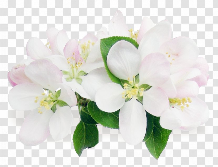 Flower Bouquet Color Clip Art - Arranging - Floral Decoration Transparent PNG