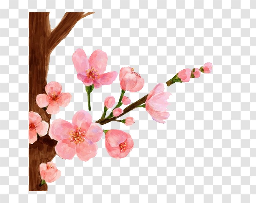 Cherry Blossom Watercolor Painting Spring Peach - Plant - Drawing Transparent PNG