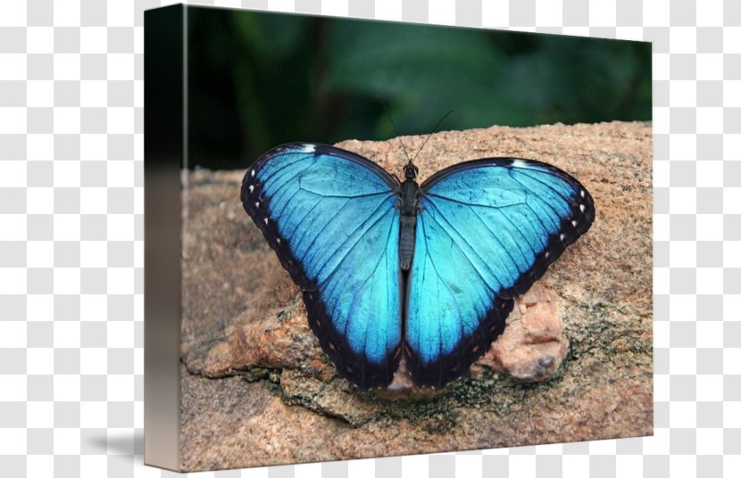 Monarch Butterfly Morpho Menelaus Art Moth - Craft - Glossy Butterflys Transparent PNG