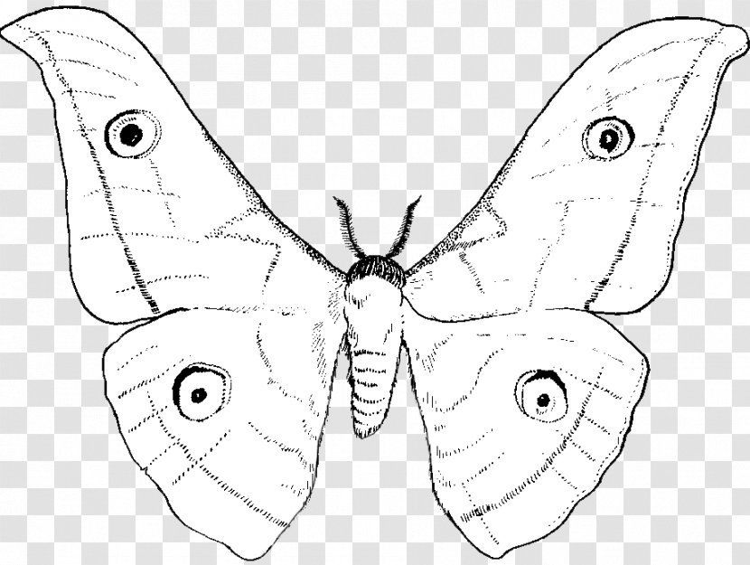 Nymphalidae Moth Line Art Butterfly Drawing - Pollinator - Flying Silk Fabric Transparent PNG