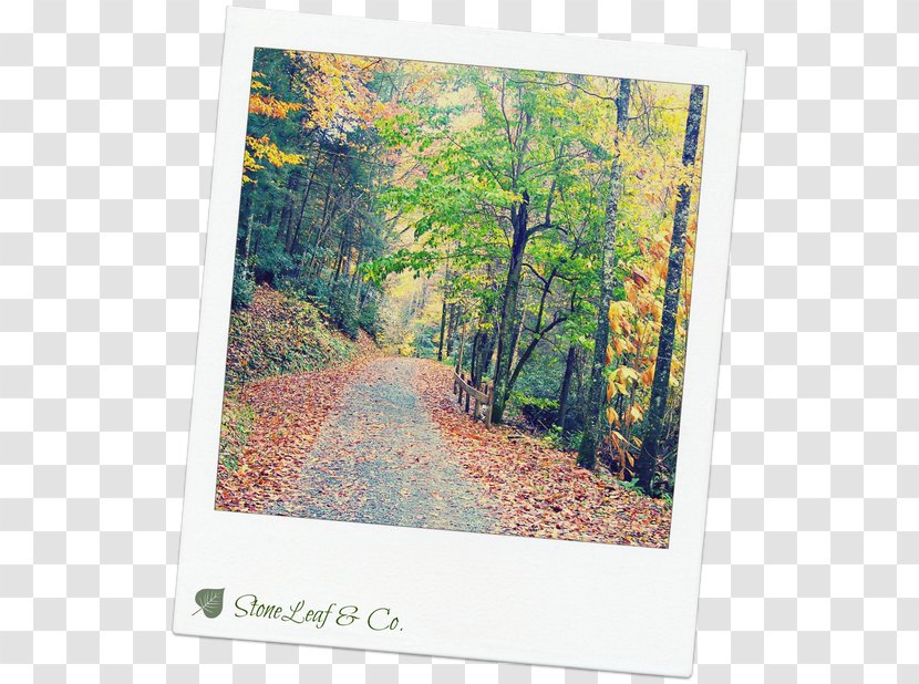 Nature Story Ecosystem Stock Photography Picture Frames - Forest - Stone Road Transparent PNG