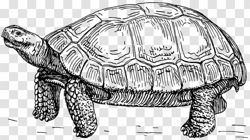 Turtle The Tortoise And Hare Clip Art - Black White Transparent PNG