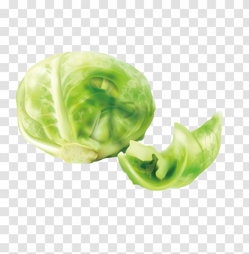 Cabbage Cruciferous Vegetables Lettuce - Leaf Vegetable - Vector Great Circle Transparent PNG