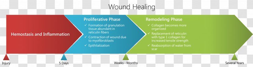 Wound Healing Type I Collagen Scar Granulation Tissue - Watercolor - Timeline Transparent PNG