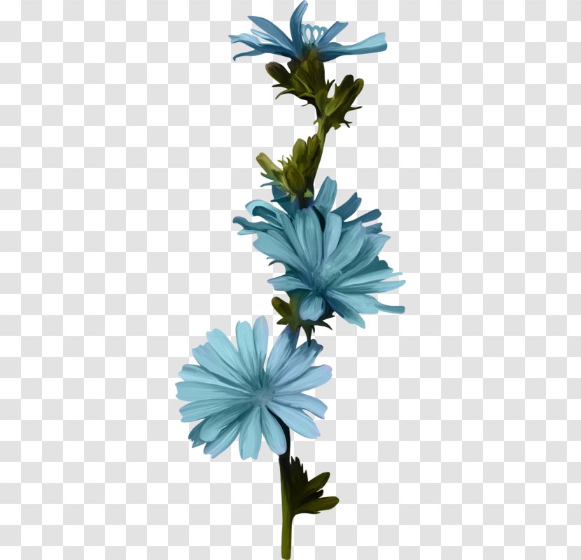 Cut Flowers Plant Stem Chicory Petal - Blue Watercolor Transparent PNG