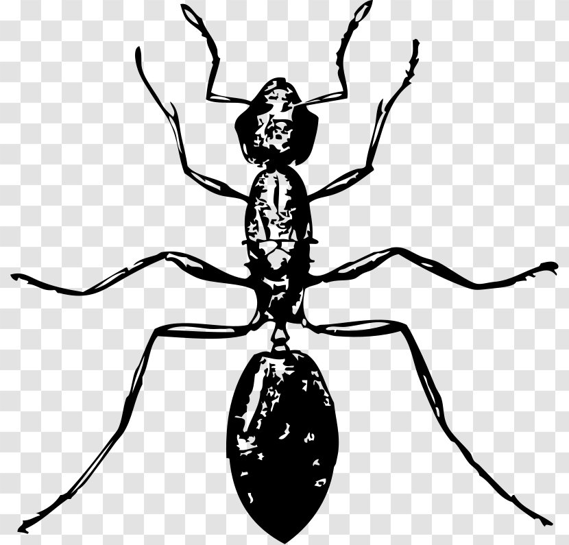 Ant Free Content Drawing Clip Art - Black And White - Exterminator Pictures Transparent PNG