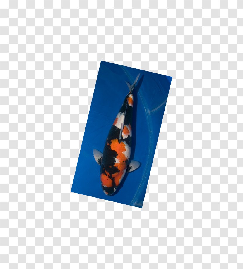 Koi - Silkworm Transparent PNG