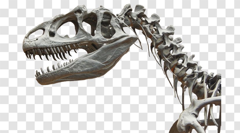 Allosaurus Tarbosaurus Cretaceous–Paleogene Extinction Event Velociraptor Skeleton - Rocky Mountain Dinosaur Resource Center - Fossils Transparent PNG