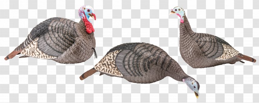 Turkey Hunting Hunter's Specialties Decoy Strut - Watercolor - Tree Transparent PNG