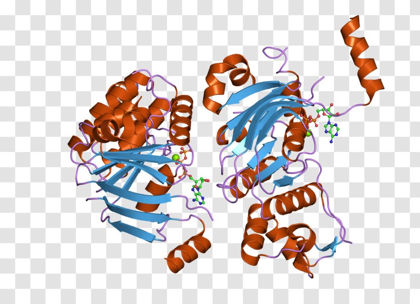 Cystic Fibrosis Transmembrane Conductance Regulator ΔF508 Gene Membrane Protein Chloride Channel - Organism - Text Transparent PNG