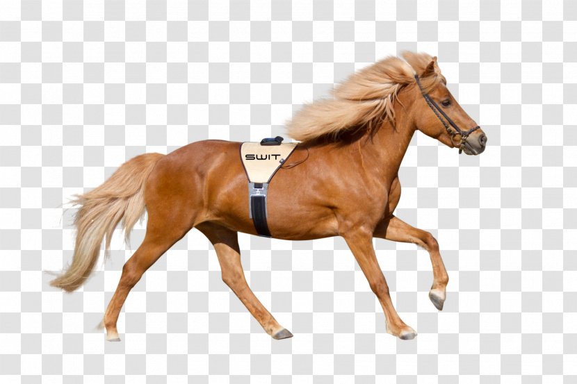 Foal Stallion Mustang Colt Pony - Bridle Transparent PNG