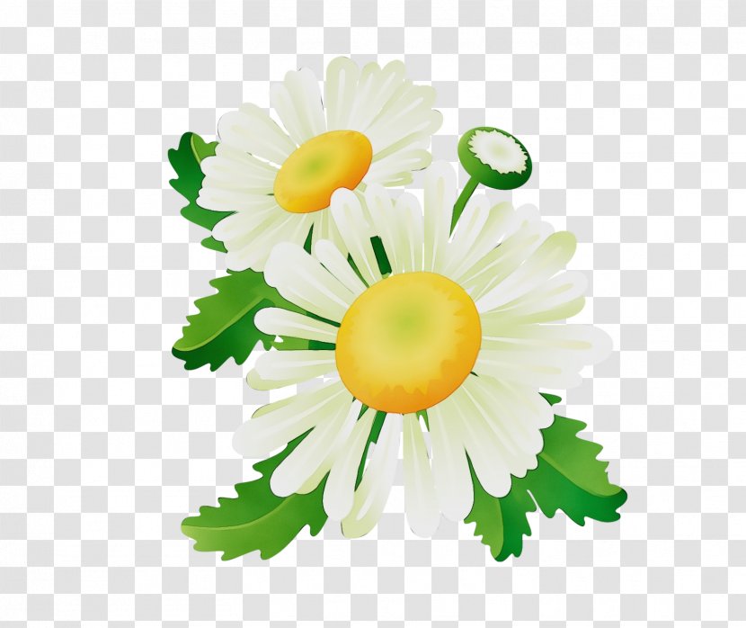 Daisy - Flower - Cut Flowers Chamaemelum Nobile Transparent PNG