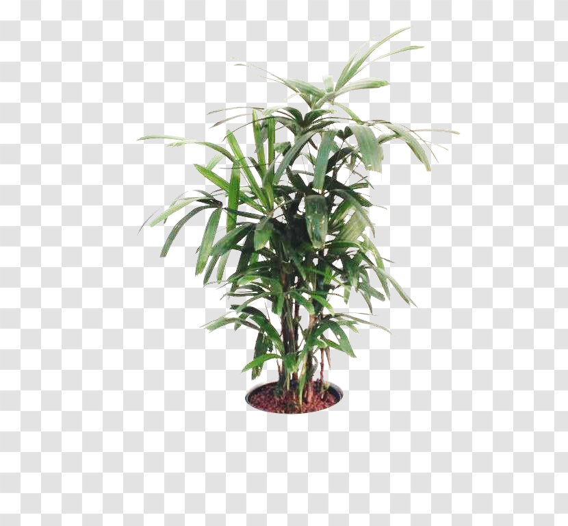 Areca Palm Flowerpot Houseplant Topiary Tree - Plant Transparent PNG