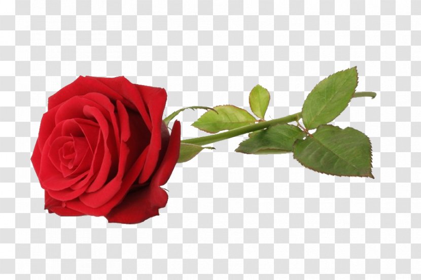 Rose Royalty-free Red Stock Photography Flower Transparent PNG