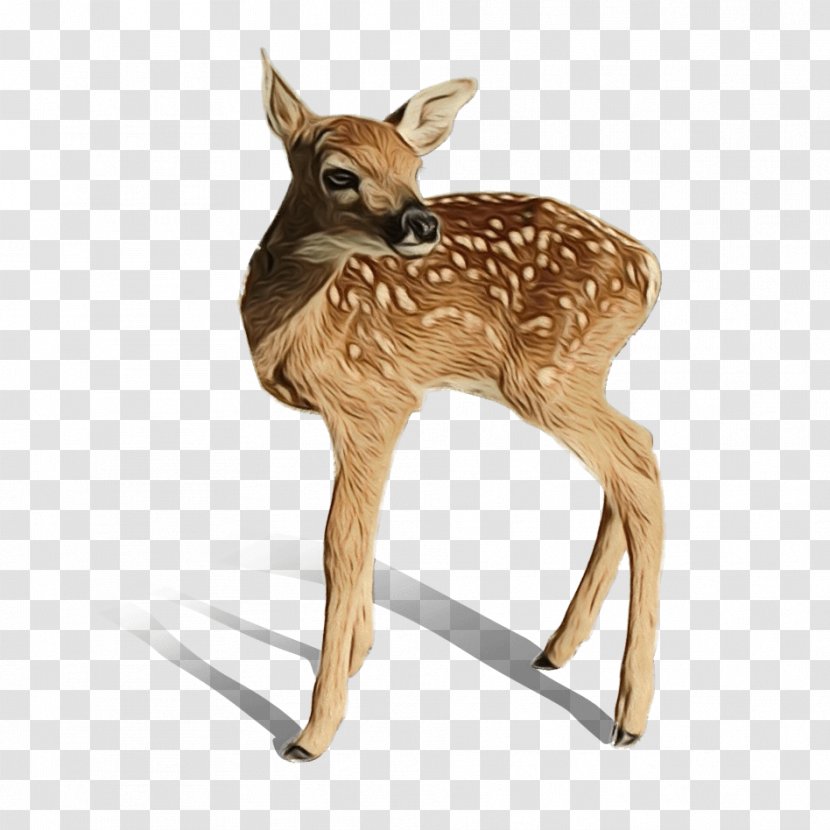 Animal Cartoon - Deer - Musk Hunting Decoy Transparent PNG