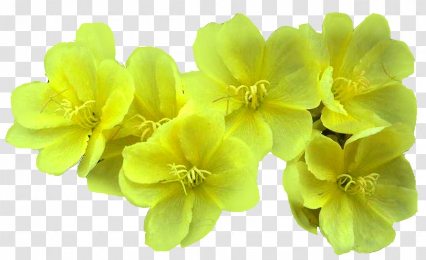 Petal Light Flower - Yellow Transparent PNG