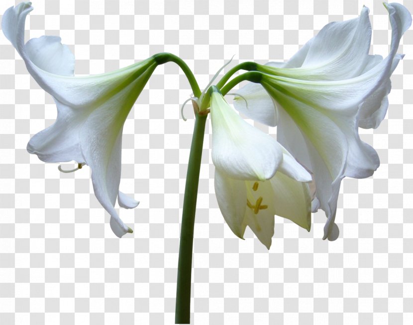 Cut Flowers Lilium Amaryllis Belladonna Diary - White Flower Transparent PNG