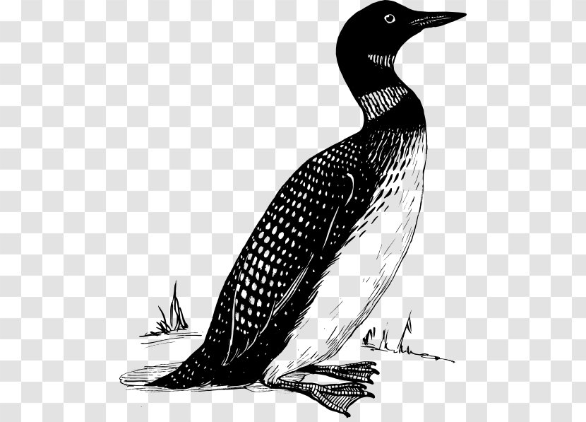 Common Loon Bird Duck Clip Art - Wildlife Transparent PNG