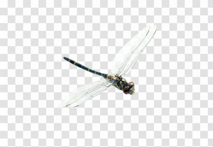 Insect Dragonfly Membrane Transparent PNG