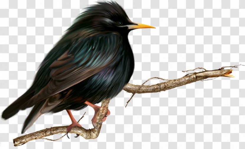 Beak Fauna - Animal - Birds Transparent PNG