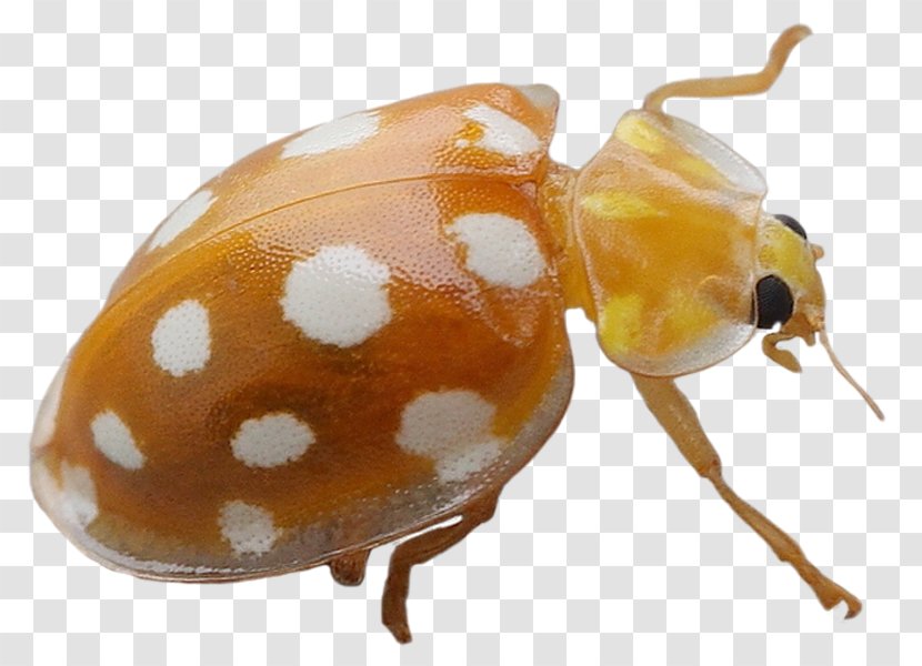 Weevil Beetle DeviantArt Ladybird - Social Transparent PNG