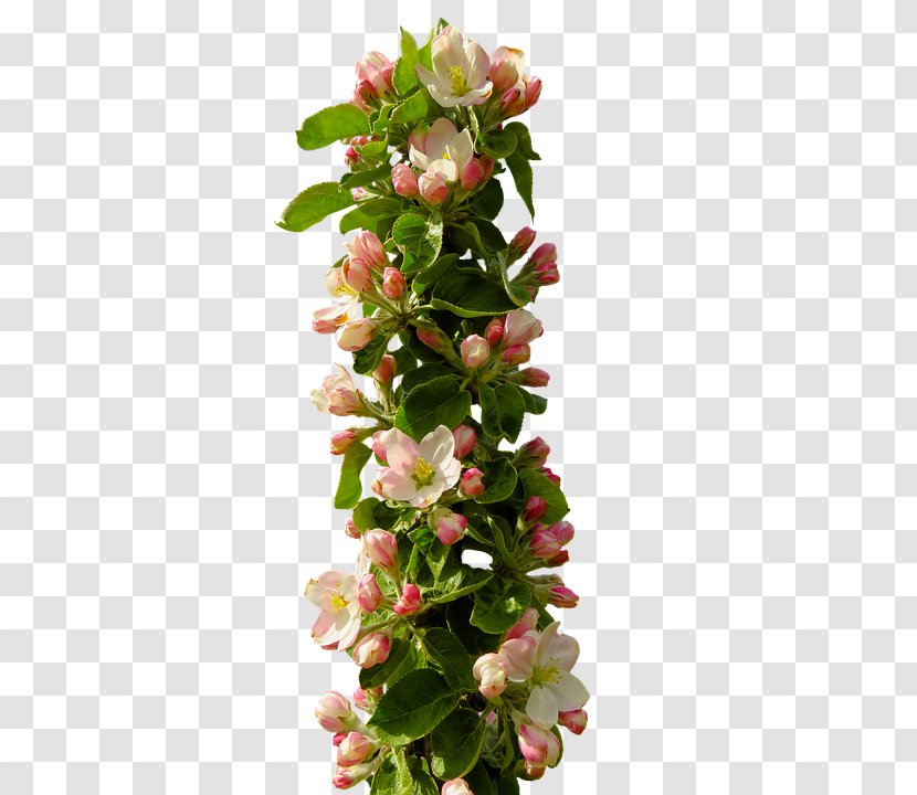 Stock.xchng Image Desktop Wallpaper Photograph - Blossom - Flower Transparent PNG