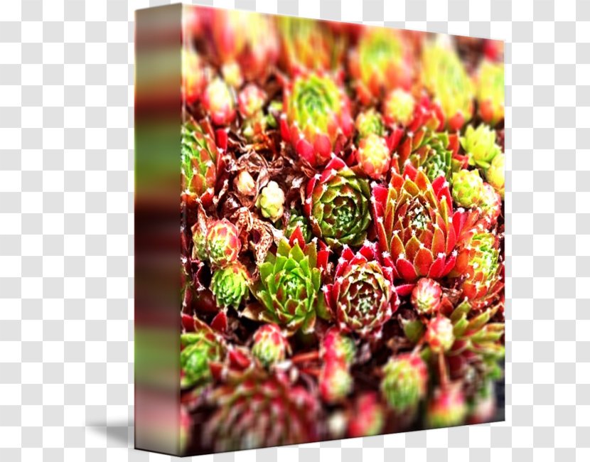 Fruit - Plant - 8 Flora Transparent PNG