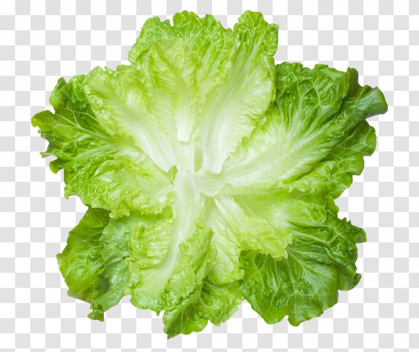 Lettuce Vegetable Food Meat - Fresh Green Leaves Transparent PNG