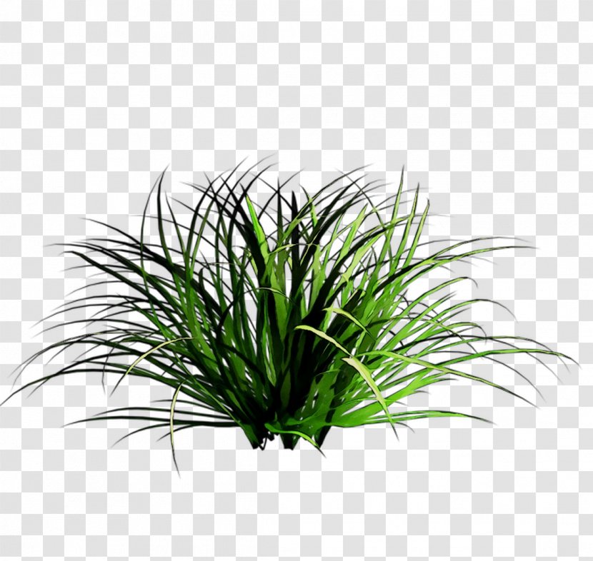 Sweet Grass Shrub Tree Aquarium Terrestrial Plant - Houseplant - Herb Transparent PNG